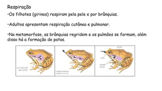 •Os filhotes (girinos) respiram pela pele e por brânquias. 
•Adultos apresentam respiração cutânea e pulmonar. 
•Na metamorfose, as brânquias regridem e os pulmões se formam, além disso há a formação de patas. 
Respiração  