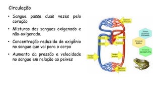 Circulação 
•Sanguepassaduasvezespelocoração 
•Misturasdossanguesoxigenadoenão-oxigenado. 
•Concentraçãoreduzidadeoxigênionosanguequevaiparaocorpo 
•Aumentodapressãoevelocidadenosangueemrelaçãoaopeixes  