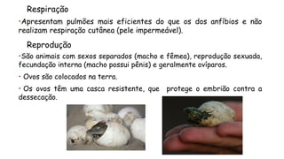 Respiração 
•Apresentampulmõesmaiseficientesdoqueosdosanfíbiosenãorealizamrespiraçãocutânea(peleimpermeável). 
Reprodução 
•Sãoanimaiscomsexosseparados(machoefêmea),reproduçãosexuada, fecundaçãointerna(machopossuipênis)egeralmenteovíparos. 
•Ovossãocolocadosnaterra. 
•Osovostêmumacascaresistente,queprotegeoembriãocontraadessecação.  