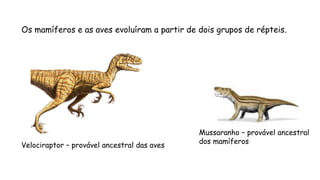 Velociraptor–provável ancestral das aves 
Mussaranho–provável ancestral 
dos mamíferos 
Os mamíferos e as aves evoluíram a partir de dois grupos de répteis. 