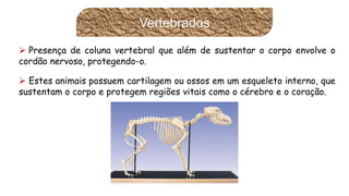 Presençadecolunavertebralquealémdesustentarocorpoenvolveocordãonervoso,protegendo-o. 
Estesanimaispossuemcartilagemouossosemumesqueletointerno,quesustentamocorpoeprotegemregiõesvitaiscomoocérebroeocoração. 
Vertebrados  