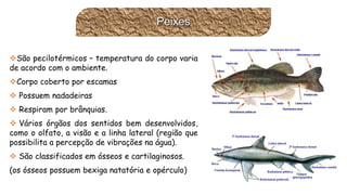 Peixes 
Sãopecilotérmicos–temperaturadocorpovariadeacordocomoambiente. 
Corpocobertoporescamas 
Possuemnadadeiras 
Respiramporbrânquias. 
Váriosórgãosdossentidosbemdesenvolvidos, comooolfato,avisãoealinhalateral(regiãoquepossibilitaapercepçãodevibraçõesnaágua). 
Sãoclassificadosemósseosecartilaginosos. 
(osósseospossuembexiganatatóriaeopérculo)  