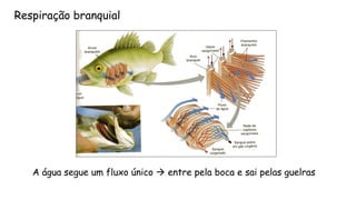 Aáguasegueumfluxoúnicoentrepelabocaesaipelasguelras 
Respiração branquial  