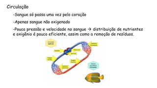 -Sanguesópassaumavezpelocoração 
-Apenassanguenãooxigenado 
-Poucapressãoevelocidadenosanguedistribuiçãodenutrienteseoxigênioépoucoeficiente,assimcomoaremoçãoderesíduos. 
Circulação  