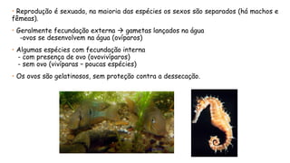 •Reproduçãoésexuada,namaioriadasespéciesossexossãoseparados(hámachosefêmeas). 
•Geralmentefecundaçãoexternagametaslançadosnaágua 
-ovossedesenvolvemnaágua(ovíparos) 
•Algumasespéciescomfecundaçãointerna 
-compresençadeovo(ovovivíparos) 
-semovo(vivíparas–poucasespécies) 
•Osovossãogelatinosos,semproteçãocontraadessecação.  