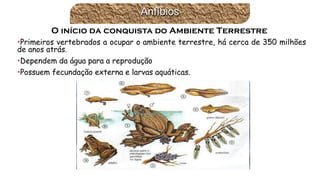 •Primeirosvertebradosaocuparoambienteterrestre,hácercade350milhõesdeanosatrás. 
•Dependemdaáguaparaareprodução 
•Possuemfecundaçãoexternaelarvasaquáticas. Anfíbios 
O início da conquista do Ambiente Terrestre  