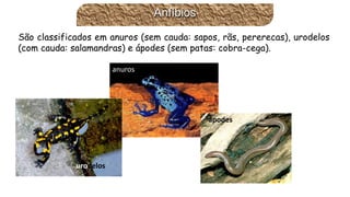 anuros 
urodelos 
ápodesAnfíbios 
Sãoclassificadosemanuros(semcauda:sapos,rãs,pererecas),urodelos(comcauda:salamandras)eápodes(sempatas:cobra-cega).  
