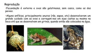 Reprodução 
•Fecundaçãoéexternaeovossãogelatinosos,semcasca,comoosdospeixes. 
•Algunsanfíbios,principalmenteanuros(rãs,sapos,etc)desenvolveramumgrandecuidadocomosovosecarregam-nosemsuascostasoumesmonabocaatéquesedesenvolvamemgirinos,quandoentãosãocolocadosnaágua.  