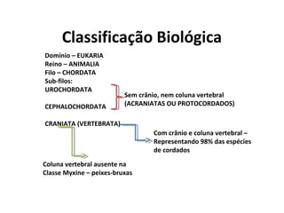 BIOLOGIA DOS VERTEBRADOS (UROCORDADOS, CEFALOCORDADOS E CORDADOS).pdf