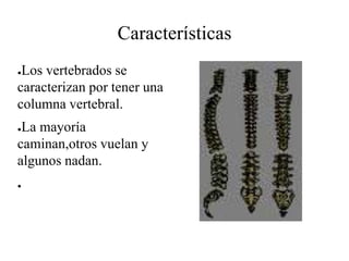 Características
●Los vertebrados se
caracterizan por tener una
columna vertebral.
●La mayoría
caminan,otros vuelan y
algunos nadan.
●