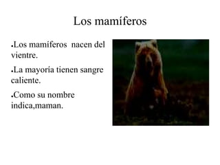 Los mamíferos
●Los mamíferos nacen del
vientre.
●La mayoría tienen sangre
caliente.
●Como su nombre
indica,maman.