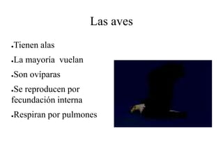 Las aves
●Tienen alas
●La mayoría vuelan
●Son ovíparas
●Se reproducen por
fecundación interna
●Respiran por pulmones