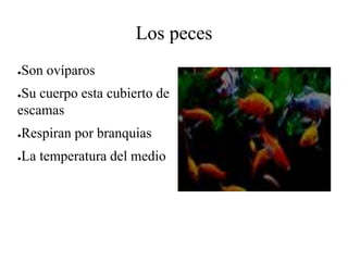 Los peces
●Son ovíparos
●Su cuerpo esta cubierto de
escamas
●Respiran por branquias
●La temperatura del medio