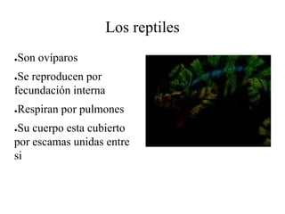 Los reptiles
●Son ovíparos
●Se reproducen por
fecundación interna
●Respiran por pulmones
●Su cuerpo esta cubierto
por escamas unidas entre
si