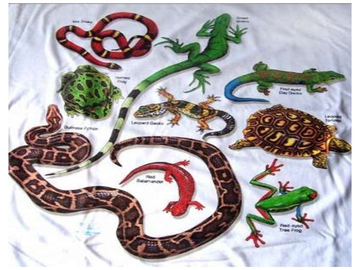 Vertebrados 2ª parte