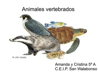 Animales vertebrados




            Amanda y Cristina 5º A
            C.E.I.P. San Walabonso
 