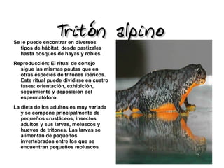 Tritón alpino
Se le puede encontrar en diversos
   tipos de hábitat, desde pastizales
   hasta bosques de hayas y robles.
Reproducción: El ritual de cortejo
  sigue las mismas pautas que en
  otras especies de tritones ibéricos.
  Este ritual puede dividirse en cuatro
  fases: orientación, exhibición,
  seguimiento y deposición del
  espermatóforo.
La dieta de los adultos es muy variada
   y se compone principalmente de
   pequeños crustáceos, insectos
   adultos y sus larvas, moluscos y
   huevos de tritones. Las larvas se
   alimentan de pequeños
   invertebrados entre los que se
   encuentran pequeños moluscos
   acuáticos, larvas de insectos y
 
