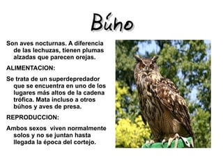 Búho
Son aves nocturnas. A diferencia
  de las lechuzas, tienen plumas
  alzadas que parecen orejas.
ALIMENTACION:
Se trata de un superdepredador
  que se encuentra en uno de los
  lugares más altos de la cadena
  trófica. Mata incluso a otros
  búhos y aves de presa.
REPRODUCCION:
Ambos sexos viven normalmente
 solos y no se juntan hasta
 llegada la época del cortejo.
 