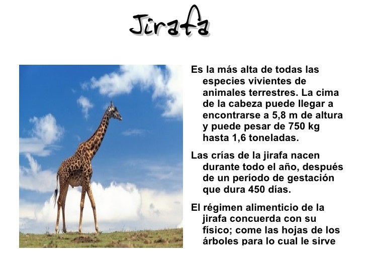 Cuanto Tarda Una Jirafa En Vomitar