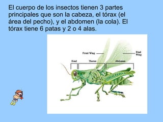 El cuerpo de los insectos tienen 3 partes principales que son la cabeza, el tórax (el área del pecho), y el abdomen (la cola). El tórax tiene 6 patas y 2 o 4 alas.  