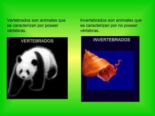 Vertebrados son animales que se caracterizan por poseer vértebras. Invertebrados son animales que se caracterizan por no poseer vértebras. INVERTEBRADOS VERTEBRADOS 
