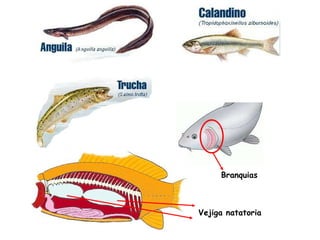 Branquias Vejiga natatoria 