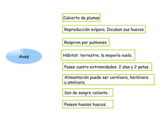 Aves Cubierto de plumas Reproducción ovípara. Incuban sus huevos Respiran por pulmones Hábitat: terrestre, la mayoría vuela. Alimentación puede ser carnívora, herbívora  u omnívora Son de sangre caliente. Posee cuatro extremidades: 2 alas y 2 patas Poseen huesos huecos. 