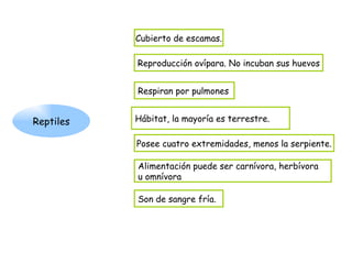 Reptiles Cubierto de escamas. Reproducción ovípara. No incuban sus huevos Respiran por pulmones Hábitat, la mayoría es terrestre. Alimentación puede ser carnívora, herbívora  u omnívora Son de sangre fría. Posee cuatro extremidades, menos la serpiente. 