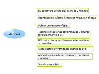 Anfibios Su cobertura es una piel desnuda y húmeda. Reproducción ovípara. Ponen sus huevos en el agua Respiración: las crías por branquias y adultos  por pulmones y la piel. Hábitat: crías es acuático y adulto, acuático - terrestre. Alimentación puede ser carnívora, herbívora  u omnívora Son de sangre fría. Posee cuatro extremidades cuando adulto. Sufren una metamorfosis. 