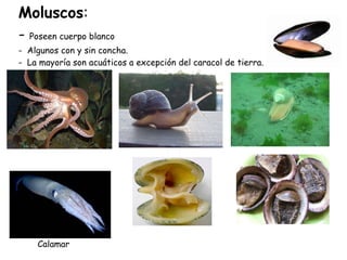 Moluscos : -  Poseen cuerpo blanco -  Algunos con y sin concha.  -  La mayoría son acuáticos a excepción del caracol de tierra. Calamar 