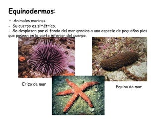 Equinodermos : -  Animales marinos -  Su cuerpo es simétrico. -  Se desplazan por el fondo del mar gracias a una especie de pequeños pies que poseen en la parte inferior del cuerpo. Erizo de mar Pepino de mar 