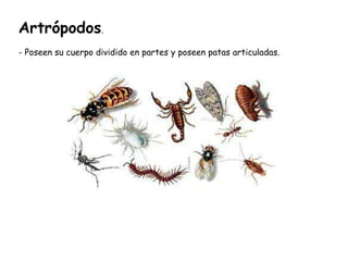 Artrópodos . - Poseen su cuerpo dividido en partes y poseen patas articuladas. 