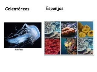 Celentéreos   Medusa Esponjas 
