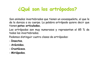 ¿Qué son los artrópodos? Son animales invertebrados que tienen un exoesqueleto, el que le da la dureza a su cuerpo. La palabra artrópodo quiere decir que tienen  patas articuladas. Los artrópodos son muy numerosos y representan el 85 % de todos los invertebrados. Podemos distinguir cuatro clases de artrópodos: -  Insectos . -  Arácnidos . -  Crustáceos . -  Miriápodos . 