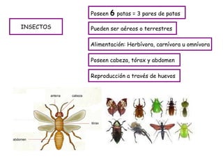 INSECTOS Pueden ser aéreos o terrestres Poseen  6   patas = 3 pares de patas Alimentación: Herbívora, carnívora u omnívora Poseen cabeza, tórax y abdomen Reproducción a través de huevos 