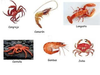 Cangrejo Camarón Langosta Centolla Gambas Jaiba 