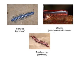 Ciempiés (carnívora) Milpiés (principalmente herbívora Escolopendra (carnívora) 