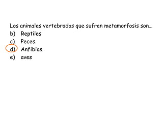 Los animales vertebrados que sufren metamorfosis son… Reptiles Peces Anfibios aves 