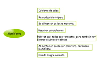 Mamíferos Cubierto de pelos Reproducción vivípara Respiran por pulmones Hábitat casi todos son terrestre, pero también hay  algunos acuáticos y aéreos Alimentación puede ser carnívora, herbívora  u omnívora Se alimentan de leche materna. Son de sangre caliente. 