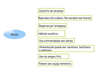 Peces Cubierto de escamas Reproducción ovípara. No encuban sus huevos. Respiran por branquias Hábitat acuático Alimentación puede ser carnívora, herbívora  u omnívora Son de sangre fría. Sus extremidades son aletas. Poseen una vejiga natatoria. 