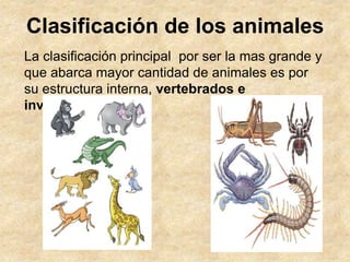 Clasificación de los animales
La clasificación principal por ser la mas grande y
que abarca mayor cantidad de animales es ...