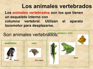 Los animales vertebrados
Los animales vertebrados son los que tienen
un esqueleto interno con
columna vertebral. Utilizan ...