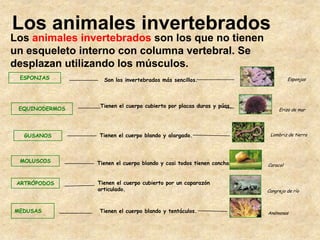 Los animales invertebrados
Los animales invertebrados son los que no tienen
un esqueleto interno con columna vertebral. Se...