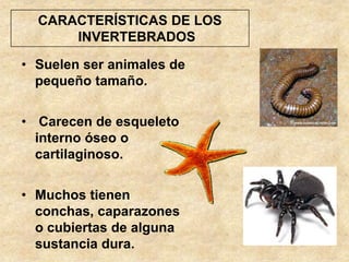 CARACTERÍSTICAS DE LOS
      INVERTEBRADOS

• Suelen ser animales de
  pequeño tamaño.


• Carecen de esqueleto
  interno ...