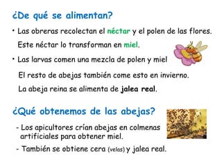 • Las obreras recolectan el néctar y el polen de las flores.
Este néctar lo transforman en miel.
• Las larvas comen una mezcla de polen y miel
El resto de abejas también come esto en invierno.
La abeja reina se alimenta de jalea real.
¿De qué se alimentan?
¿Qué obtenemos de las abejas?
- Los apicultores crían abejas en colmenas
artificiales para obtener miel.
- También se obtiene cera (velas) y jalea real.
 
