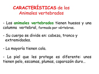 CARACTERÍSTICAS de los
Animales vertebrados
- Los animales vertebrados tienen huesos y una
columna vertebral, formada por vértebras.
- Su cuerpo se divide en: cabeza, tronco y
extremidades.
- La mayoría tienen cola.
- La piel que les protege es diferente: unos
tienen pelo, escamas, plumas, caparazón duro…
 