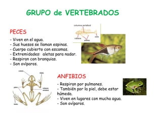 GRUPO de VERTEBRADOS
PECES
- Viven en el agua.
- Sus huesos se llaman espinas.
- Cuerpo cubierto con escamas.
- Extremidades: aletas para nadar.
- Respiran con branquias.
- Son ovíparos.
ANFIBIOS
- Respiran por pulmones.
- También por la piel, debe estar
húmeda.
- Viven en lugares con mucha agua.
- Son ovíparos.
 
