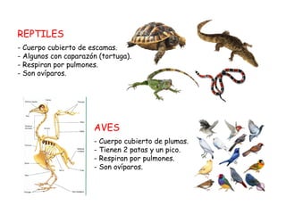 REPTILES
- Cuerpo cubierto de escamas.
- Algunos con caparazón (tortuga).
- Respiran por pulmones.
- Son ovíparos.
AVES
- Cuerpo cubierto de plumas.
- Tienen 2 patas y un pico.
- Respiran por pulmones.
- Son ovíparos.
 