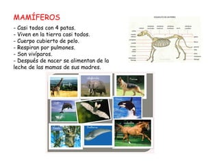MAMÍFEROS
- Casi todos con 4 patas.
- Viven en la tierra casi todos.
- Cuerpo cubierto de pelo.
- Respiran por pulmones.
- Son vivíparos.
- Después de nacer se alimentan de la
leche de las mamas de sus madres.
 