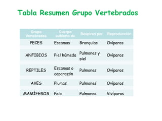Tabla Resumen Grupo Vertebrados
Grupo
Vertebrados
Cuerpo
cubierto de
Respiran por Reproducción
PECES Escamas Branquias Ovíparos
ANFIBIOS Piel húmeda
Pulmones y
piel
Ovíparos
REPTILES
Escamas o
caparazón
Pulmones Ovíparos
AVES Plumas Pulmones Ovíparos
MAMÍFEROS Pelo Pulmones Vivíparos
 